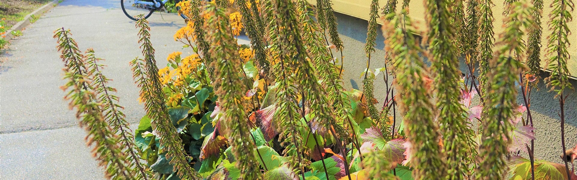 header-small Blommor utanför Nillas väg 7
