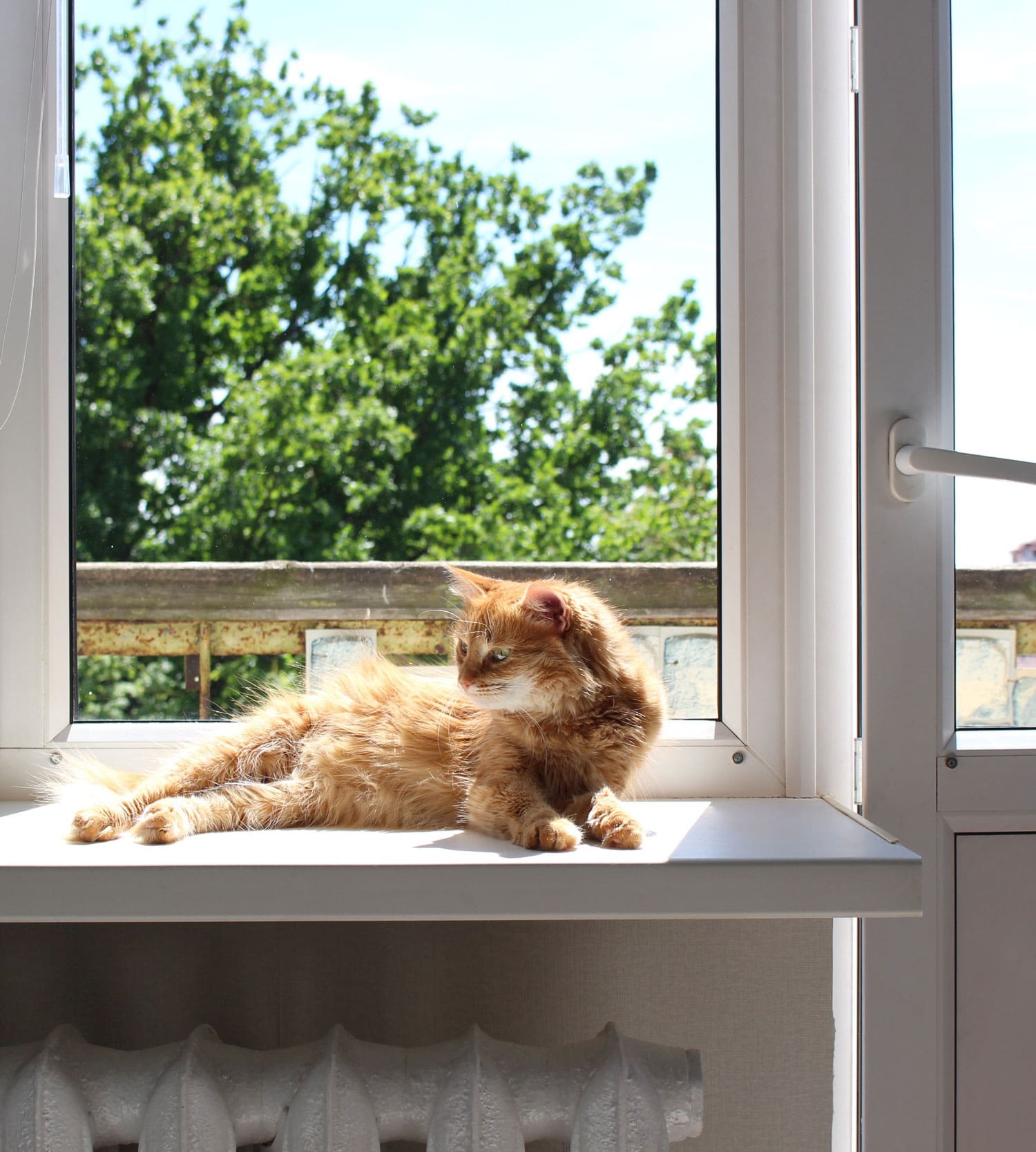 Katt ligger på fönsterbräda