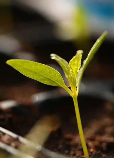 Planta som växer