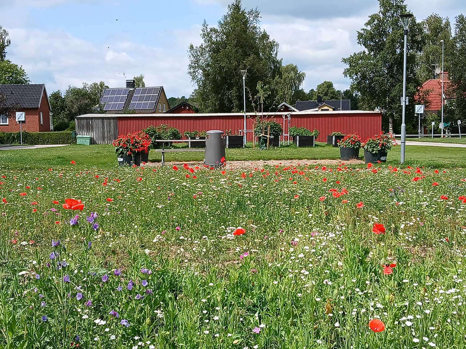 Blomsteräng med röda, vita och blå blommor