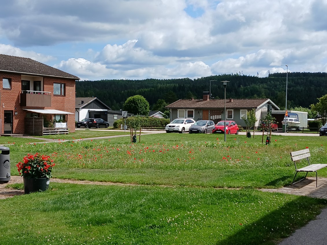 Nyplanterade fruktträd i bostadsområde